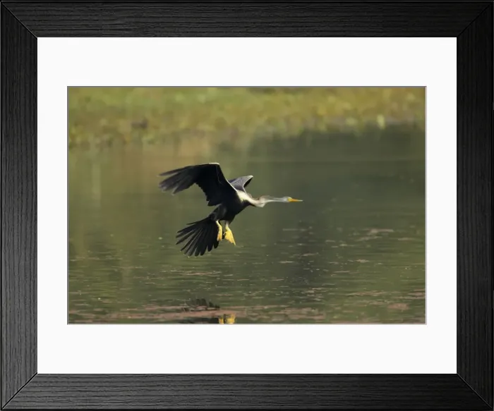 Framed Print : Indian Darter / Snakebird / Anhinga - Landing on water - Keoladeo Ghana National Park - Bharatpur - Rajasthan - India BI017505 Framed Print : Indian Darter / Snakebird / Anhinga - Landing on water - Keoladeo Ghana National Park - Bharatpur - Rajasthan - India BI017505