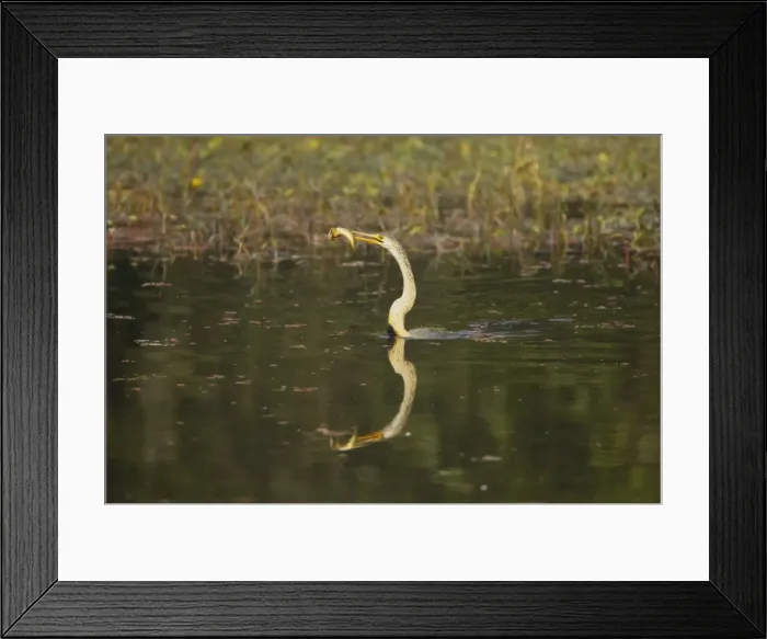 Framed Print : Indian Darter / Snakebird / Anhinga - Catching fish - Keoladeo Ghana National Park - Bharatpur - Rajasthan - India BI017510 Framed Print : Indian Darter / Snakebird / Anhinga - Catching fish - Keoladeo Ghana National Park - Bharatpur - Rajasthan - India BI017510