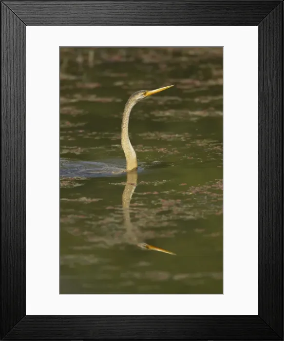 Framed Print : Indian Darter / Snakebird / Anhinga - Swimming low in the water - Keoladeo Ghana National Park - Bharatpur - Rajasthan, India BI017521 Framed Print : Indian Darter / Snakebird / Anhinga - Swimming low in the water - Keoladeo Ghana National Park - Bharatpur - Rajasthan, India BI017521