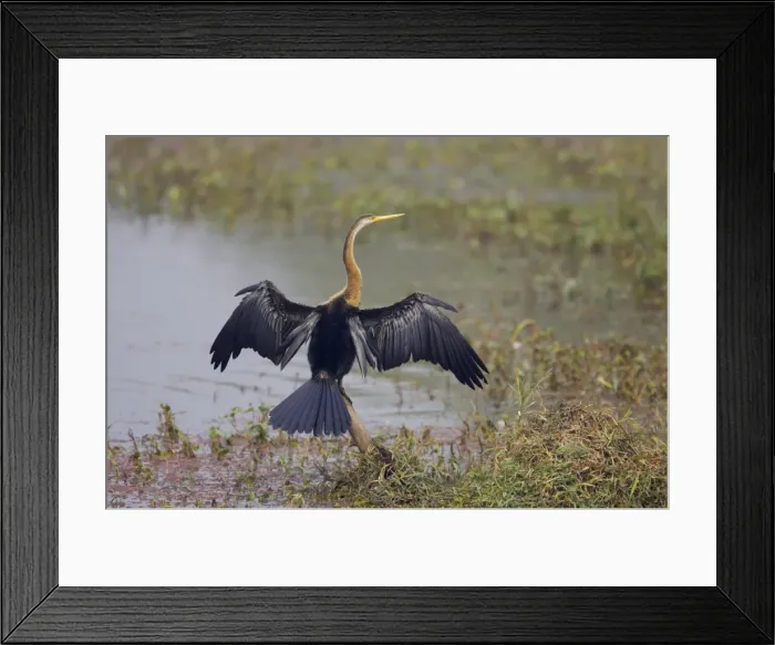 Framed Print : Indian Darter / Snakebird / Anhinga - Drying wings - Keoladeo Ghana National Park - Bharatpur - Rajasthan - India BI017532 Framed Print : Indian Darter / Snakebird / Anhinga - Drying wings - Keoladeo Ghana National Park - Bharatpur - Rajasthan - India BI017532