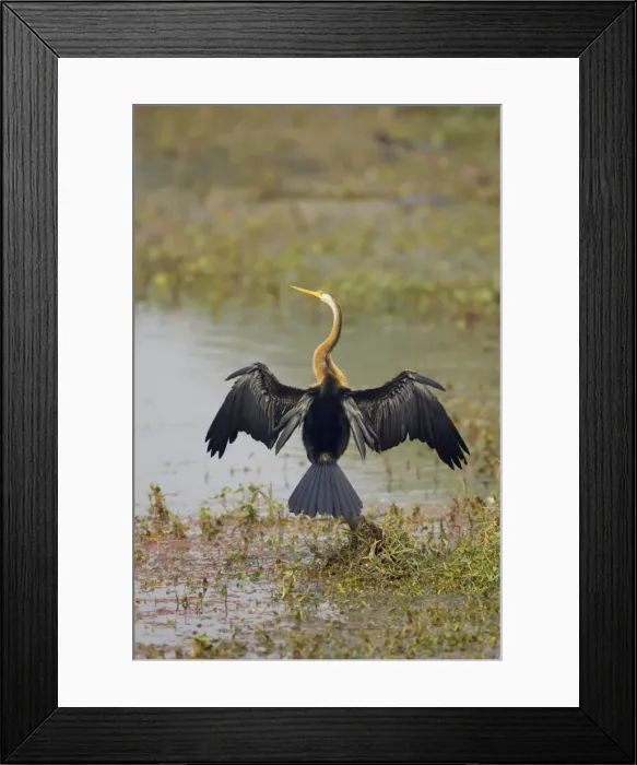 Framed Print : Indian Darter / Snakebird / Anhinga - Drying wings - Keoladeo Ghana National Park - Bharatpur - Rajasthan - India BI017533 Framed Print : Indian Darter / Snakebird / Anhinga - Drying wings - Keoladeo Ghana National Park - Bharatpur - Rajasthan - India BI017533