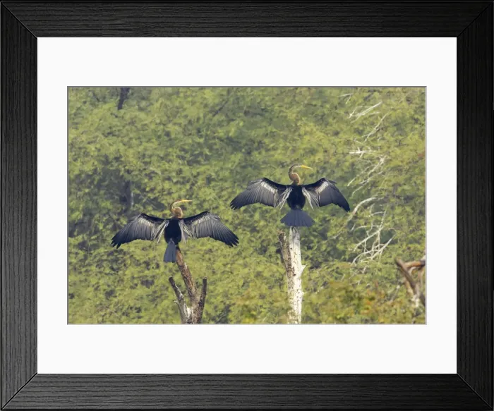 Framed Print : Indian Darter  /  Snakebird  /  Anhinga - Two birds drying wings - Keoladeo Ghana National Park - Bharatpur - Rajasthan - India BI017538