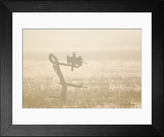 Framed Print : Indian Darter  /  Snakebird  /  Anhinga - Drying wings on misty morning - Keoladeo Ghana National Park - Bharatpur - Rajasthan - India BI017540