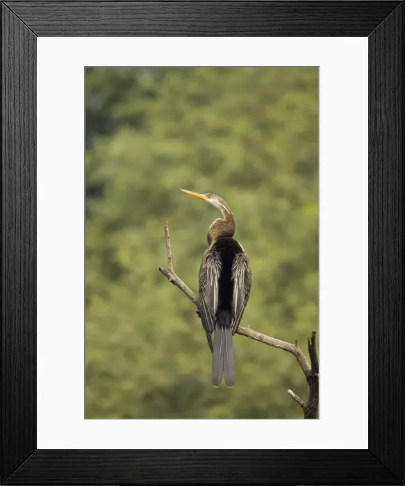 Framed Print : Indian Darter / Snakebird / Anhinga - perched on branch - Keoladeo Ghana National Park - Bharatpur - Rajasthan - India BI017549 Framed Print : Indian Darter / Snakebird / Anhinga - perched on branch - Keoladeo Ghana National Park - Bharatpur - Rajasthan - India BI017549