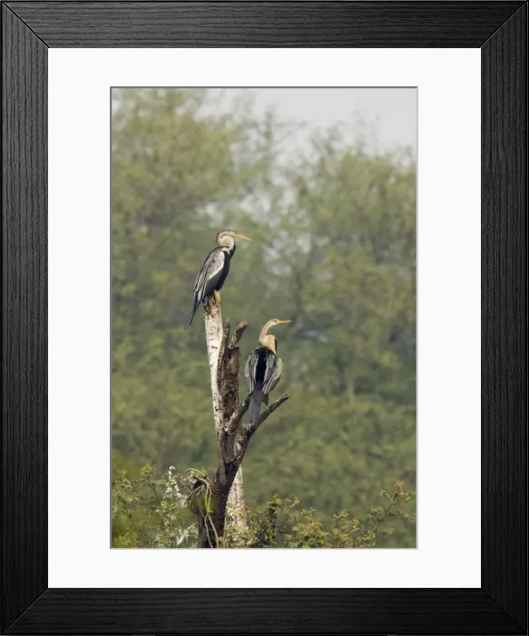 Framed Print : Indian Darter / Snakebird / Anhinga - perched on branch - Keoladeo Ghana National Park - Bharatpur - Rajasthan - India BI017552 Framed Print : Indian Darter / Snakebird / Anhinga - perched on branch - Keoladeo Ghana National Park - Bharatpur - Rajasthan - India BI017552