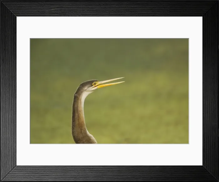 Framed Print : Indian Darter / Snakebird / Anhinga - Keoladeo Ghana National Park - Bharatpur - Rajasthan - India BI017554 Framed Print : Indian Darter / Snakebird / Anhinga - Keoladeo Ghana National Park - Bharatpur - Rajasthan - India BI017554