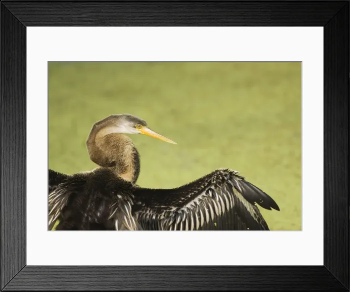 Framed Print : Indian Darter / Snakebird / Anhinga - Close up - Keoladeo Ghana National Park - Bharatpur - Rajasthan - India BI017558 Framed Print : Indian Darter / Snakebird / Anhinga - Close up - Keoladeo Ghana National Park - Bharatpur - Rajasthan - India BI017558