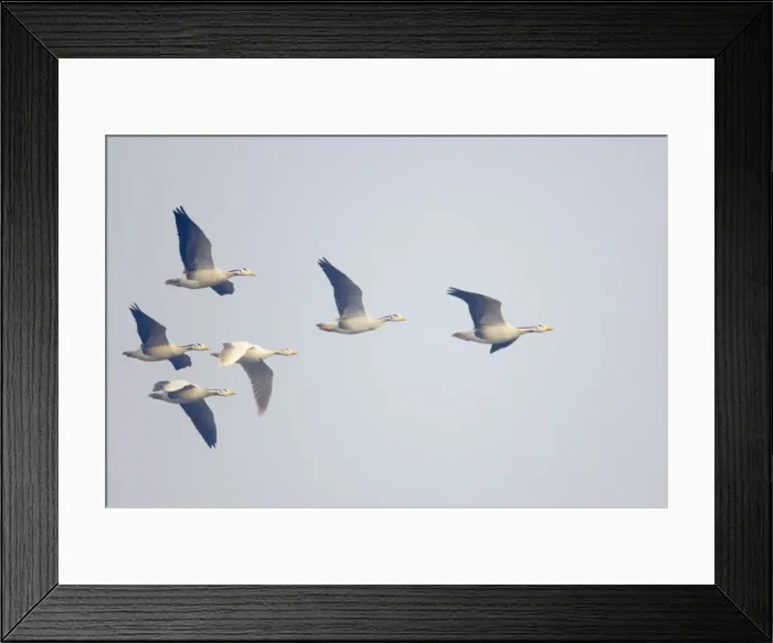Framed Print : Bar-Headed Goose - group in flight - Keoladeo Ghana National Park - Bharatpur - Rajasthan - India BI017566 Framed Print : Bar-Headed Goose - group in flight - Keoladeo Ghana National Park - Bharatpur - Rajasthan - India BI017566
