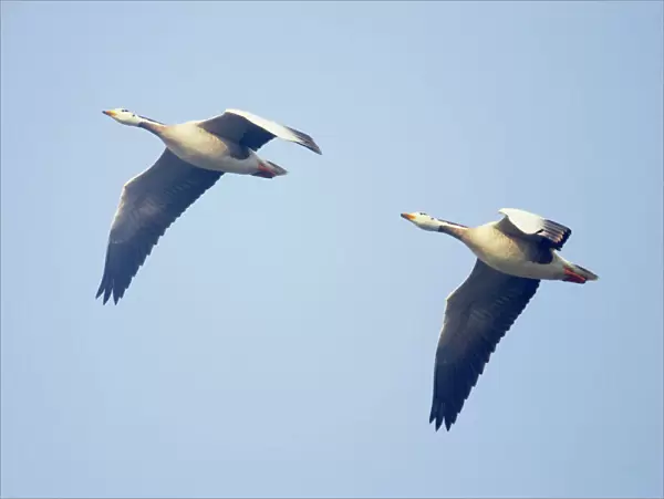 Bar-Headed Goose - In flight - Keoladeo Ghana National Park - Bharatpur - Rajasthan - India BI017580