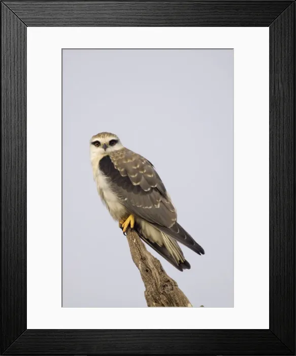 Framed Print : Black Shouldered Kite - Keoladeo Ghana National Park - Bharatpur - Rajasthan - India BI017594 Framed Print : Black Shouldered Kite - Keoladeo Ghana National Park - Bharatpur - Rajasthan - India BI017594