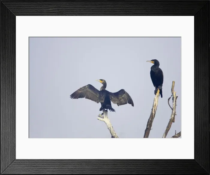 Framed Print : Great Cormorant - drying wings - Keoladeo Ghana National Park - Bharatpur - Rajasthan - India BI017609 Framed Print : Great Cormorant - drying wings - Keoladeo Ghana National Park - Bharatpur - Rajasthan - India BI017609