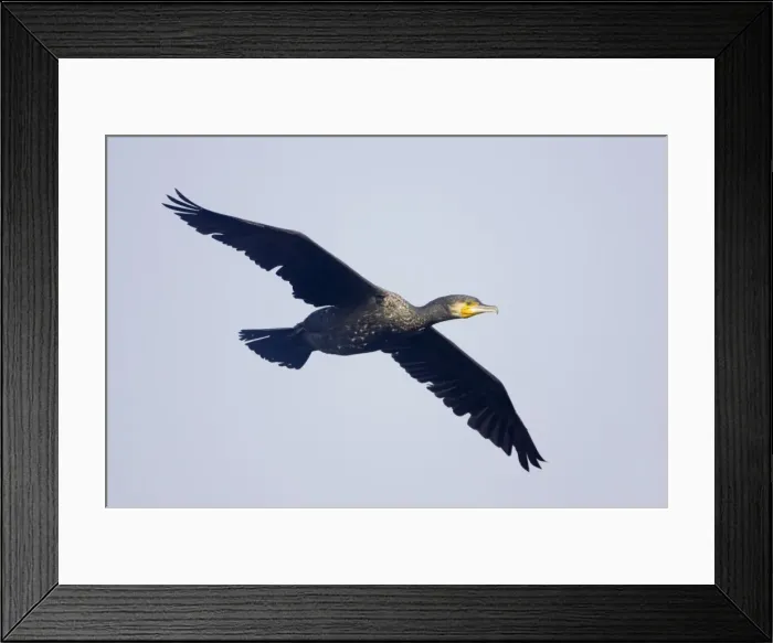 Framed Print : Great Cormorant - In flight - Keoladeo Ghana National Park - Bharatpur - Rajasthan - India BI017615 Framed Print : Great Cormorant - In flight - Keoladeo Ghana National Park - Bharatpur - Rajasthan - India BI017615