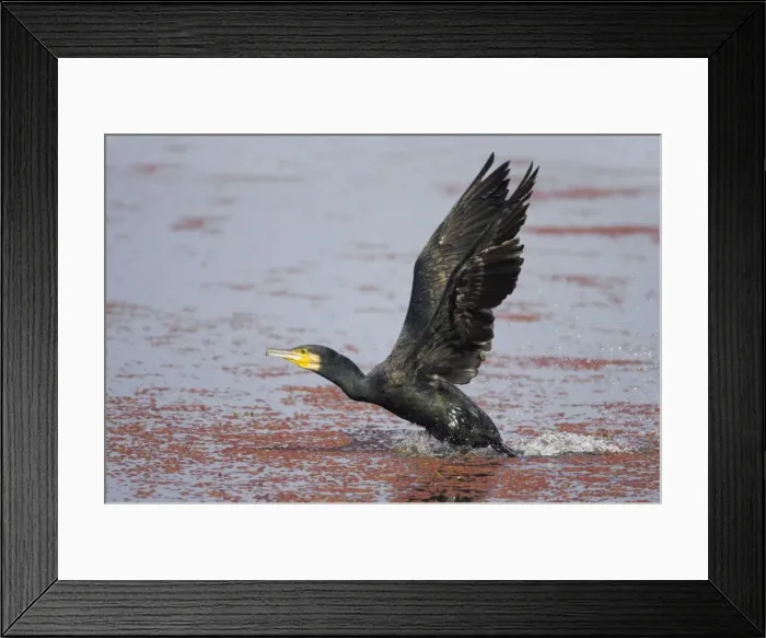 Framed Print : Great Cormorant - Taking off across water - Keoladeo Ghana National Park - Bharatpur - Rajasthan - India BI017623 Framed Print : Great Cormorant - Taking off across water - Keoladeo Ghana National Park - Bharatpur - Rajasthan - India BI017623