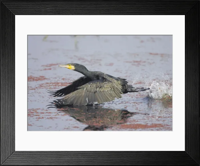 Framed Print : Great Cormorant - Taking off across water - Keoladeo Ghana National Park - Bharatpur - Rajasthan - India BI017624 Framed Print : Great Cormorant - Taking off across water - Keoladeo Ghana National Park - Bharatpur - Rajasthan - India BI017624