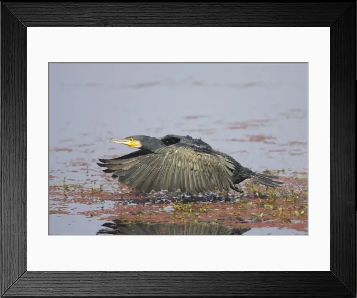 Framed Print : Great Cormorant - taking off across water - Keoladeo Ghana National Park - Bharatpur - Rajasthan - India BI017629 Framed Print : Great Cormorant - taking off across water - Keoladeo Ghana National Park - Bharatpur - Rajasthan - India BI017629
