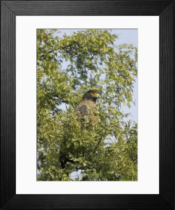 Framed Print : Crested Serpent Eagle - Keoladeo Ghana National Park - Bharatpur - Rajasthan - India BI017634 Framed Print : Crested Serpent Eagle - Keoladeo Ghana National Park - Bharatpur - Rajasthan - India BI017634