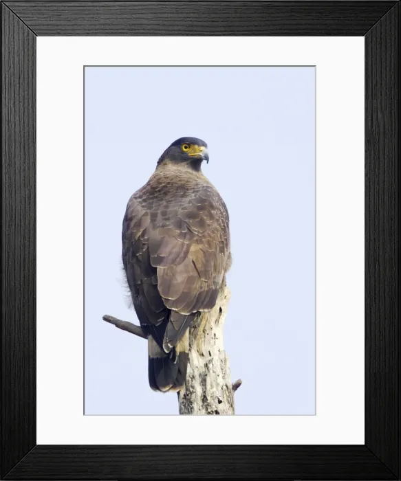 Framed Print : Crested Serpent Eagle - Keoladeo Ghana National Park - Bharatpur - Rajasthan - India BI017640 Framed Print : Crested Serpent Eagle - Keoladeo Ghana National Park - Bharatpur - Rajasthan - India BI017640