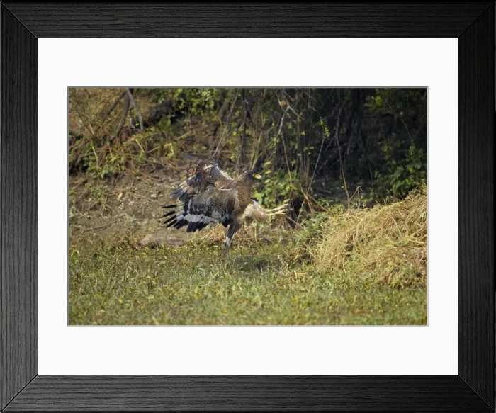 Framed Print : Crested Serpent Eagle - attempting to catch prey - Keoladeo Ghana National Park - Bharatpur - Rajasthan - India BI017649