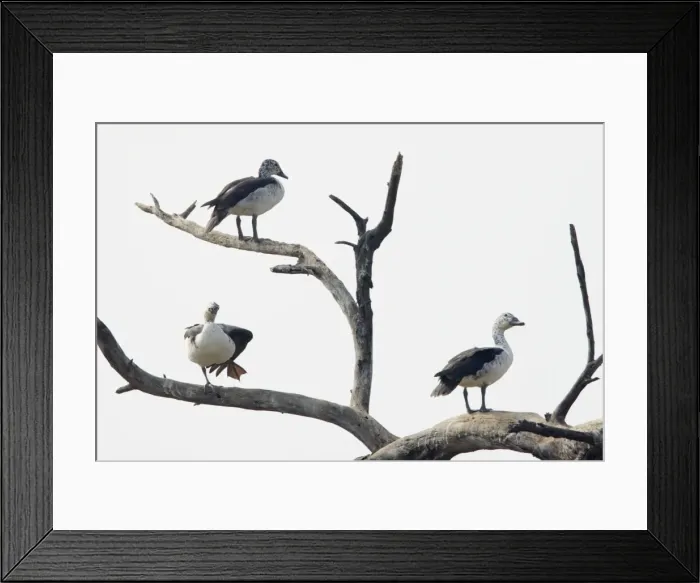 Framed Print : Comb Duck - roosting in dead tree - Keoladeo Ghana National Park - Bharatpur - Rajasthan - India BI017673 Framed Print : Comb Duck - roosting in dead tree - Keoladeo Ghana National Park - Bharatpur - Rajasthan - India BI017673