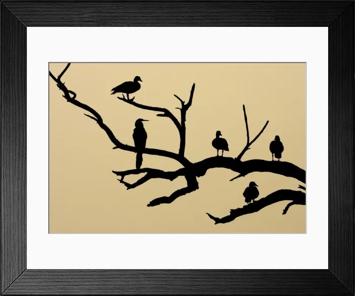 Framed Print : Comb Duck - silhouette of birds roosting in dead tree - Keoladeo Ghana National Park - Bharatpur - Rajasthan - India BI017674 Framed Print : Comb Duck - silhouette of birds roosting in dead tree - Keoladeo Ghana National Park - Bharatpur - Rajasthan - India BI017674