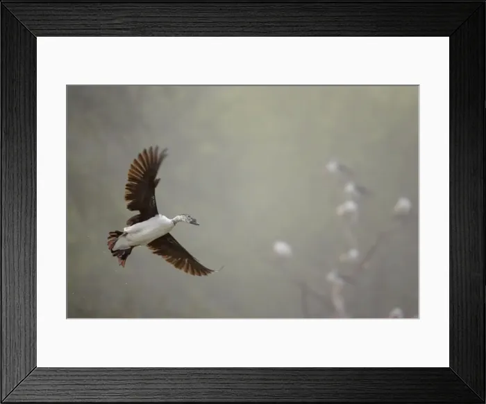 Framed Print : Comb Duck - coming in to land - Keoladeo Ghana National Park - Bharatpur Rajasthan - India BI017691 Framed Print : Comb Duck - coming in to land - Keoladeo Ghana National Park - Bharatpur Rajasthan - India BI017691