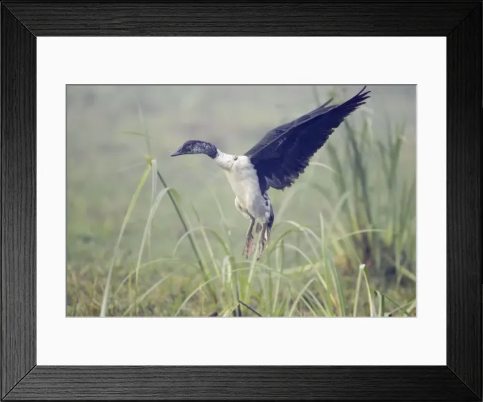 Framed Print : Comb Duck - coming in to land - Keoladeo Ghana National Park - Bharatpur - Rajasthan - India BI017693 Framed Print : Comb Duck - coming in to land - Keoladeo Ghana National Park - Bharatpur - Rajasthan - India BI017693