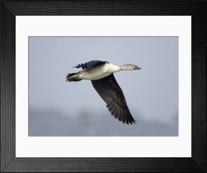 Framed Print : Comb Duck - coming in to land - Keoladeo Ghana National Park - Bharatpur - Rajasthan - India BI017729 Framed Print : Comb Duck - coming in to land - Keoladeo Ghana National Park - Bharatpur - Rajasthan - India BI017729