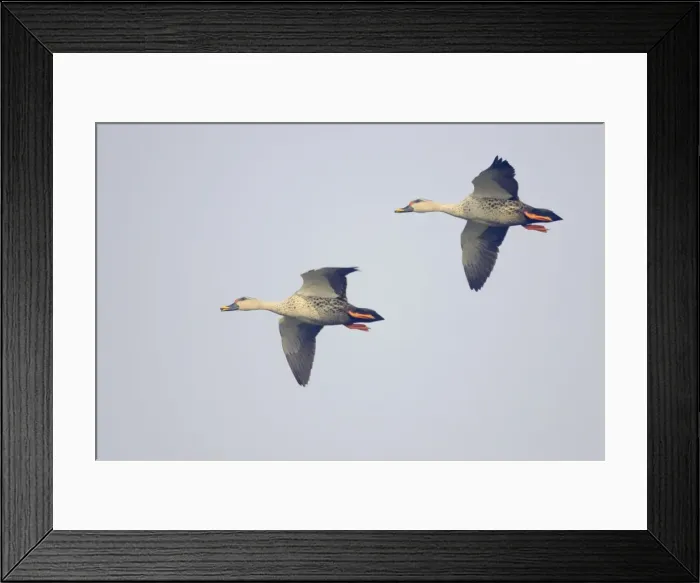 Framed Print : Spot-Billed Duck - in flight - Keoladeo Ghana National Park - Bharatpur - Rajasthan - India BI017749 Framed Print : Spot-Billed Duck - in flight - Keoladeo Ghana National Park - Bharatpur - Rajasthan - India BI017749