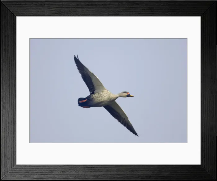 Framed Print : Spot-Billed Duck - in flight - Keoladeo Ghana National Park - Bharatpur Rajasthan - India BI017765 Framed Print : Spot-Billed Duck - in flight - Keoladeo Ghana National Park - Bharatpur Rajasthan - India BI017765