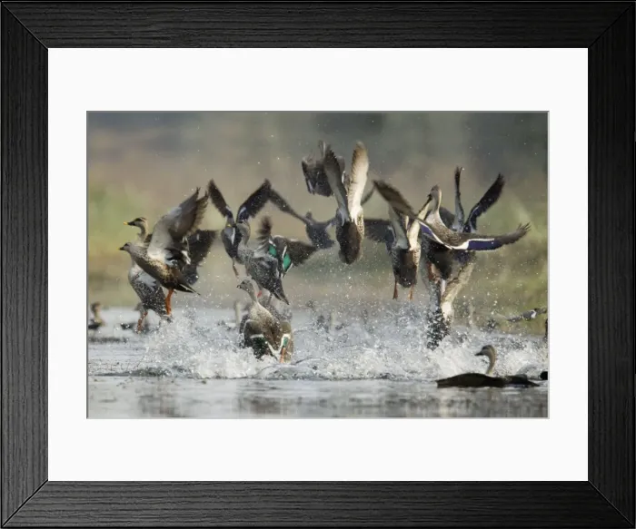 Framed Print : Spot-Billed Duck - flock taking off in panic - Keoladeo Ghana National Park - Bharatpur - Rajasthan - India BI017774