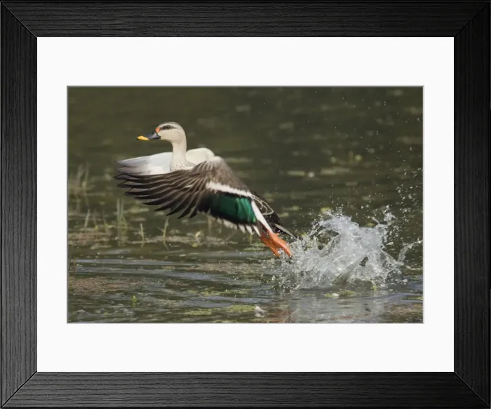 Framed Print : Spot-Billed Duck - taking off from water - Keoladeo Ghana National Park - Bharatpur - Rajasthan - India BI017776 Framed Print : Spot-Billed Duck - taking off from water - Keoladeo Ghana National Park - Bharatpur - Rajasthan - India BI017776