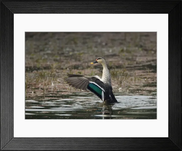 Framed Print : Spot-Billed Duck - flapping wings after washing - Keoladeo Ghana National Park - Bharatpur - Rajasthan - India BI017781 Framed Print : Spot-Billed Duck - flapping wings after washing - Keoladeo Ghana National Park - Bharatpur - Rajasthan - India BI017781