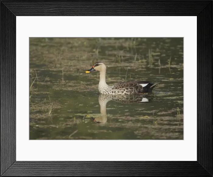 Framed Print : Spot-Billed Duck - Keoladeo Ghana National Park - Bharatpur - Rajasthan - India BI017796 Framed Print : Spot-Billed Duck - Keoladeo Ghana National Park - Bharatpur - Rajasthan - India BI017796