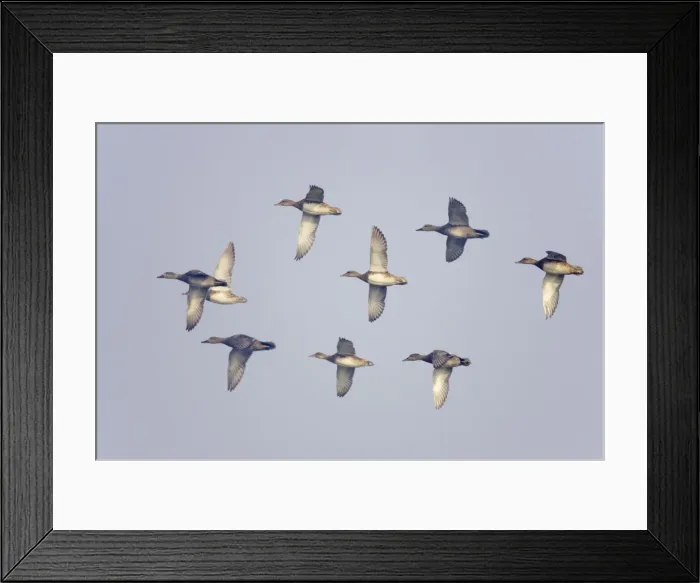Framed Print : Gadwall - in flight - Keoladeo Ghana National Park - Bharatpur - Rajasthan - India BI017802 Framed Print : Gadwall - in flight - Keoladeo Ghana National Park - Bharatpur - Rajasthan - India BI017802