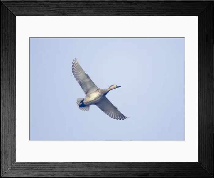 Framed Print : Gadwall - in flight - Keoladeo Ghana National Park - Bharatpur - Rajasthan India BI017805 Framed Print : Gadwall - in flight - Keoladeo Ghana National Park - Bharatpur - Rajasthan India BI017805