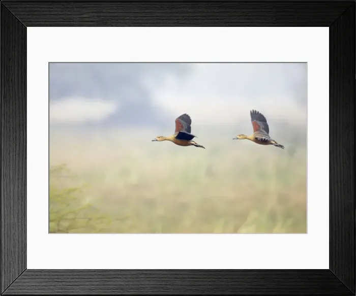 Framed Print : Lesser Whistling Duck - in flight - Keoladeo Ghana National Park - Bharatpur Rajasthan - India BI017809 Framed Print : Lesser Whistling Duck - in flight - Keoladeo Ghana National Park - Bharatpur Rajasthan - India BI017809