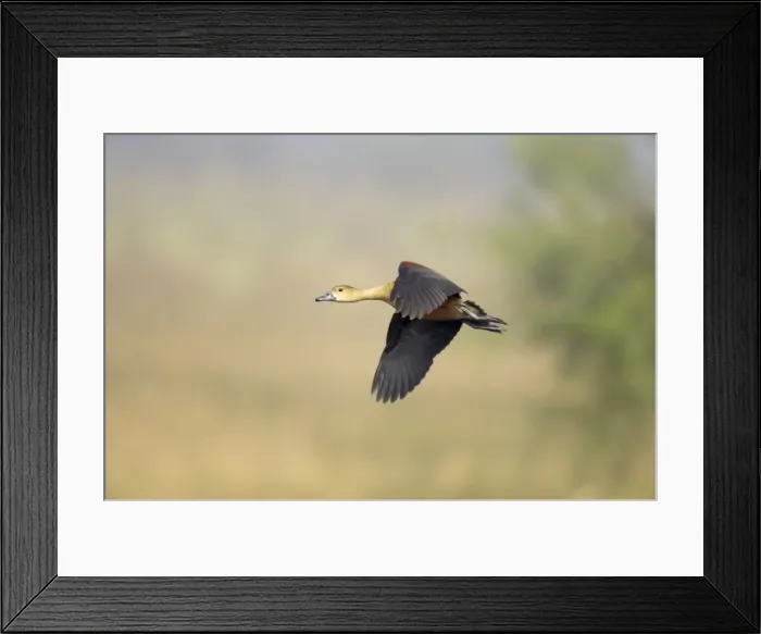 Framed Print : Lesser Whistling Duck - in flight - Keoladeo Ghana National Park - Bharatpur - Rajasthan - India BI017831 Framed Print : Lesser Whistling Duck - in flight - Keoladeo Ghana National Park - Bharatpur - Rajasthan - India BI017831