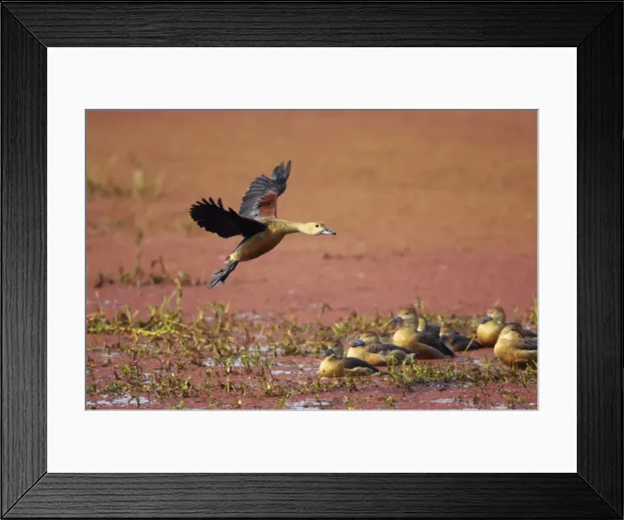 Framed Print : Lesser Whistling Duck - coming in to land on marshland - Keoladeo Ghana National Park - Bharatpur - Rajasthan - India BI017845 Framed Print : Lesser Whistling Duck - coming in to land on marshland - Keoladeo Ghana National Park - Bharatpur - Rajasthan - India BI017845