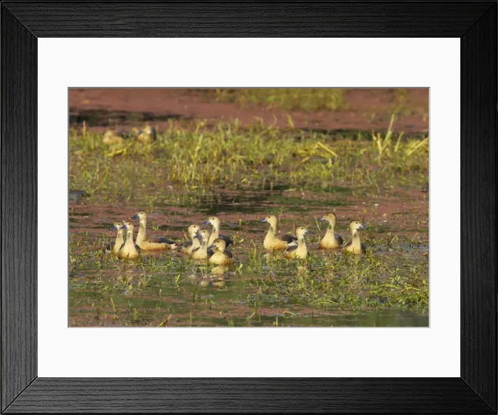Framed Print : Lesser Whistling Duck - in water on marshland - Keoladeo Ghana National Park - Bharatpur - Rajasthan - India BI017853 Framed Print : Lesser Whistling Duck - in water on marshland - Keoladeo Ghana National Park - Bharatpur - Rajasthan - India BI017853