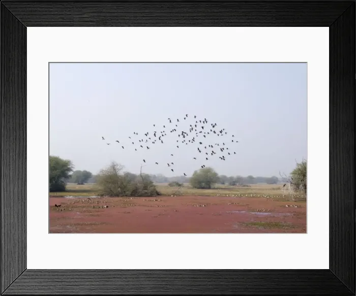 Framed Print : Lesser Whistling Duck - in flight above marsh - Keoladeo Ghana National Park - Bharatpur - Rajasthan - India BI017855 Framed Print : Lesser Whistling Duck - in flight above marsh - Keoladeo Ghana National Park - Bharatpur - Rajasthan - India BI017855
