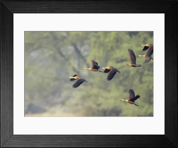 Framed Print : Lesser Whistling Duck - flock landing - Keoladeo Ghana National Park - Bharatpur - Rajasthan - India BI017868 Framed Print : Lesser Whistling Duck - flock landing - Keoladeo Ghana National Park - Bharatpur - Rajasthan - India BI017868