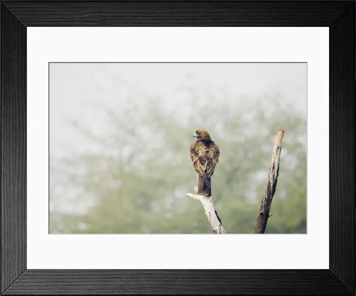 Framed Print : Booted Eagle - Keoladeo Ghana National Park - Bharatpur - Rajasthan - India BI017873 Framed Print : Booted Eagle - Keoladeo Ghana National Park - Bharatpur - Rajasthan - India BI017873
