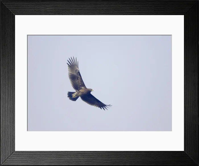 Framed Print : Greater Spotted Eagle - in flight - Keoladeo Ghana National Park - Bharatpur Rajasthan India BI017890 Framed Print : Greater Spotted Eagle - in flight - Keoladeo Ghana National Park - Bharatpur Rajasthan India BI017890