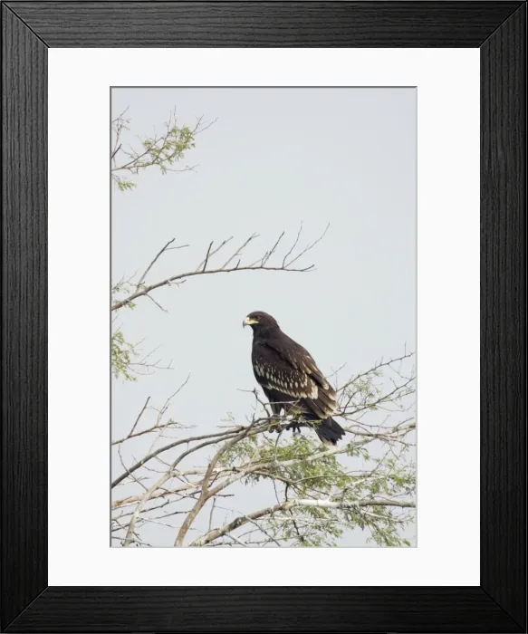 Framed Print : Greater Spotted Eagle - Keoladeo Ghana National Park - Bharatpur - Rajasthan - India BI017905 Framed Print : Greater Spotted Eagle - Keoladeo Ghana National Park - Bharatpur - Rajasthan - India BI017905