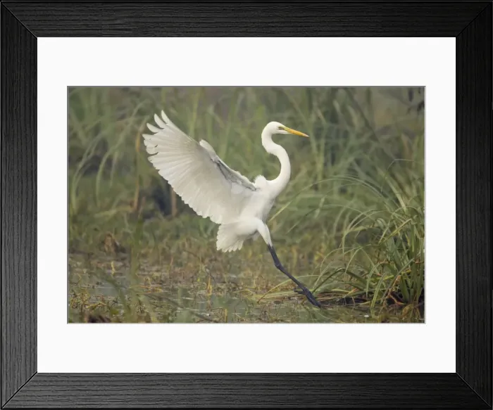 Framed Print : Great White Egret - coming in to land - Keoladeo Ghana National Park - Bharatpur - Rajasthan - India BI017910 Framed Print : Great White Egret - coming in to land - Keoladeo Ghana National Park - Bharatpur - Rajasthan - India BI017910
