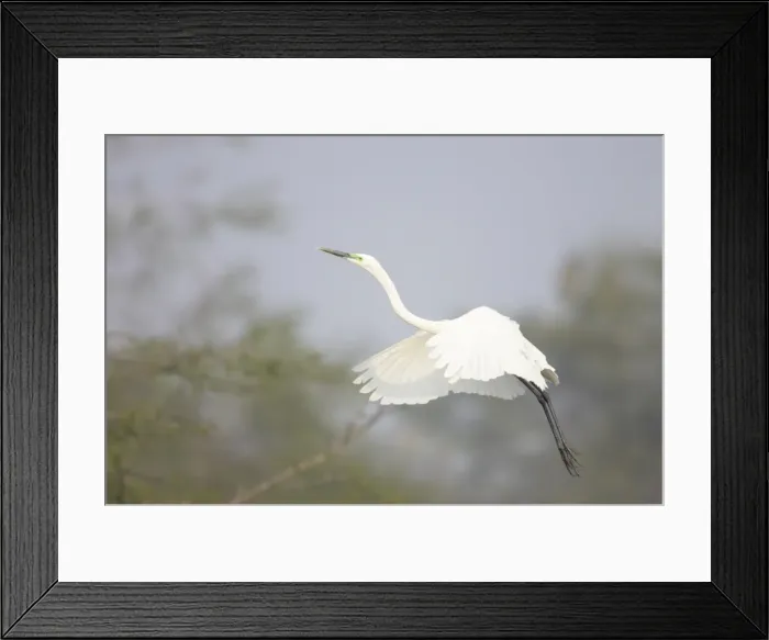 Framed Print : Great White Egret - coming in to land - Keoladeo Ghana National Park - Bharatpur - Rajasthan - India BI017913 Framed Print : Great White Egret - coming in to land - Keoladeo Ghana National Park - Bharatpur - Rajasthan - India BI017913