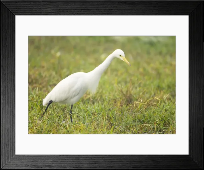 Framed Print : Intermediate Egret - Keoladeo Ghana National Park - Bharatpur - Rajasthan - India BI017925 Framed Print : Intermediate Egret - Keoladeo Ghana National Park - Bharatpur - Rajasthan - India BI017925