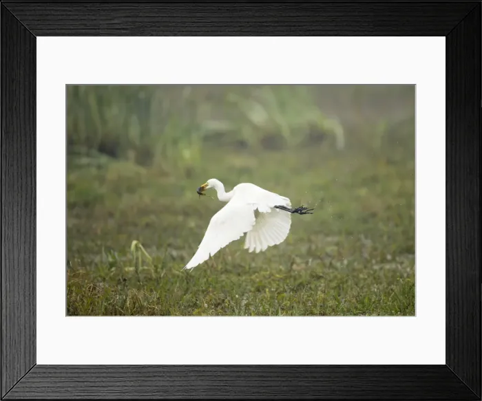 Framed Print : Intermediate Egret - taking off with caught prey (catfish) - Keoladeo Ghana National Park - Bharatpur - Rajasthan - India BI017927 Framed Print : Intermediate Egret - taking off with caught prey (catfish) - Keoladeo Ghana National Park - Bharatpur - Rajasthan - India BI017927
