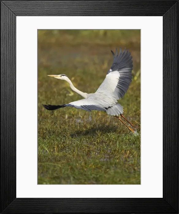 Framed Print : Grey Heron - taking off - Keoladeo Ghana National Park - Bharatpur - Rajasthan - India BI017942 Framed Print : Grey Heron - taking off - Keoladeo Ghana National Park - Bharatpur - Rajasthan - India BI017942