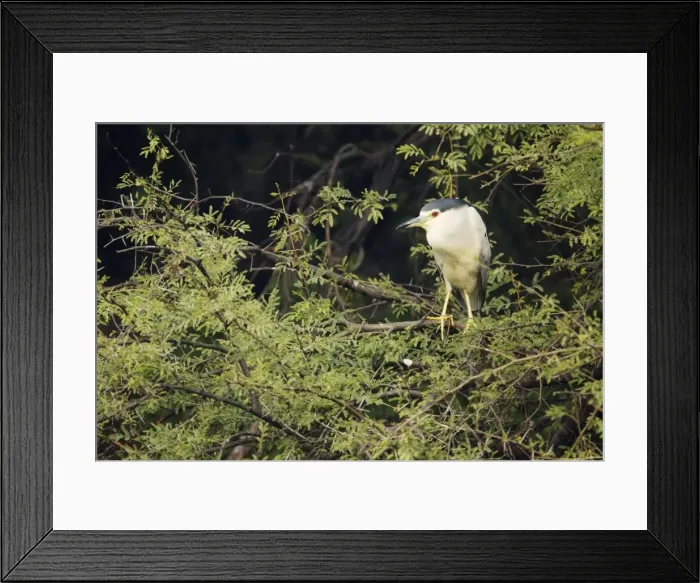 Framed Print : Black Crowned Night Heron - at daytime roost - Keoladeo Ghana National Park - Bharatpur - Rajasthan - India BI017952 Framed Print : Black Crowned Night Heron - at daytime roost - Keoladeo Ghana National Park - Bharatpur - Rajasthan - India BI017952